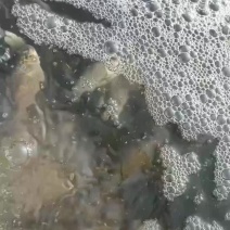 加工鲫鱼