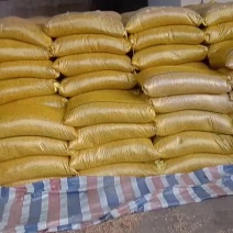 高蛋白黄豆降价出库了