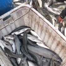 小青鱼苗