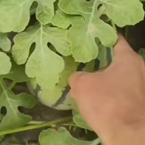 西瓜预售