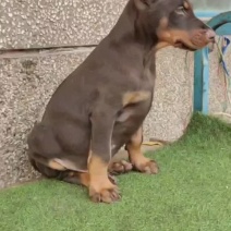 杜宾犬