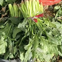 露天菠菜