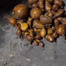 正宗野生金果榄，地苦胆，青牛胆，批发，，，，