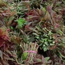 春芽