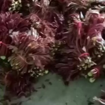 红油香春芽
