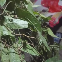 金果榄块茎苗都是农户山上挖来的无硫，对接全国，欢迎来电