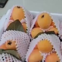 云南蒙自枇杷产地直销价格可聊