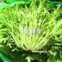 精品苦菊好质量好价钱喜欢老板咨询24小时在线