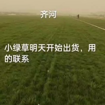 冷季型草坪