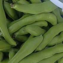 福建福清精品蚕豆大量上市