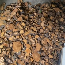 桑黄
