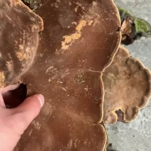 漆树桑黄