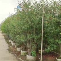 2303基地供应丛生花石榴2-3米高袋苗观花石榴树