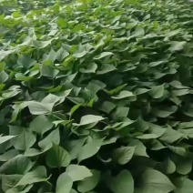 红薯苗大量现货需要的联系我