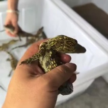 3040泰鳄苗