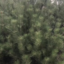 各种规格白皮松圃苗