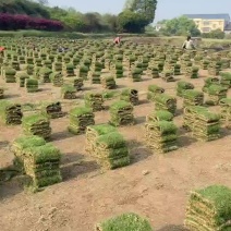 草块草卷，麦东草