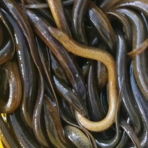黄鳝，土黄鳝，食用虾鳝套养养殖活鱼长期货源