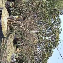 映山红大中小基地直发