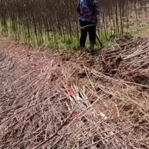 乌桕