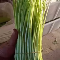 精品芦蒿