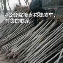 刺槐