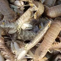鲜活皮皮虾