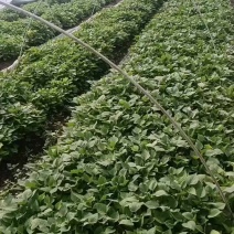 脱毒龙9地瓜苗拔苗剪苗20-30公分冷棚成活率高