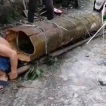 油桂