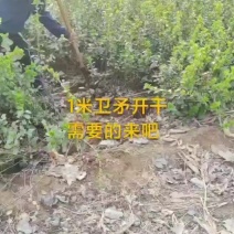 卫茅供应