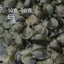 【热销】甲鱼苗，基地孵化，产地直销全国免费送货上门