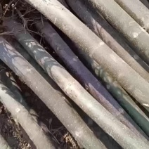 3公分泡桐树苗