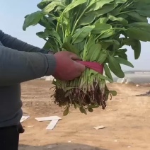 河北邯郸本地小叶菠菜上市中需要的老板请联系