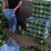 陕西咸阳甘蓝-圆包菜产地发货量大从优欢迎来电