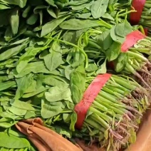 精品小叶杆子菠菜大量有货