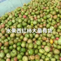昌黎美琪水果西红柿大量上市欢迎选购落价落价大落价