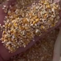 净梁精品碎玉米适用于原料鸡鸭鹅猪牛羊降低养殖成本