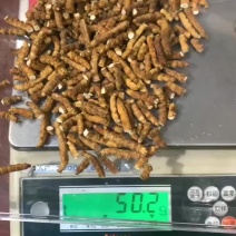 纯肉无头草断虫草野生虫草
