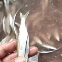 小兰刀