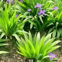 蓝花鸢尾草种子盆栽公园庭院多年生花海花卉花种子