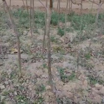 杏树，2公分3公分4公分绿化树