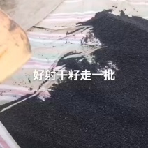 纯新射干种子射干籽耐寒耐旱全国均可种植