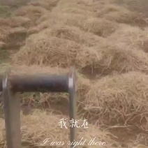 折耳根