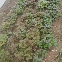红薯苗