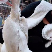 白龙