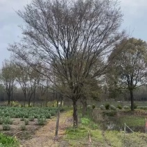 榉树，红榉，精品榉树大规格，产地直销10-50公分规格