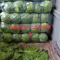 陕西咸阳甘蓝-中甘甘蓝产地发货量大从优欢迎来电