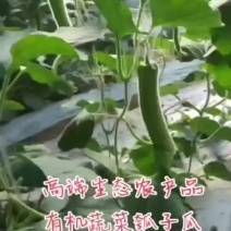 大量货源充足优质精品瓠子出售