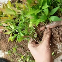 南天竹小苗基地直发