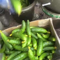 黄瓜头，大量有货。一手货价格便宜，没有中间商赚差价。
